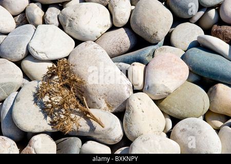 Farn auf einem Kiesstrand Stockfoto