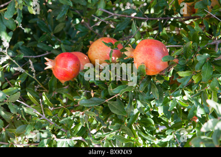 Wachsende Granatäpfel Stockfoto