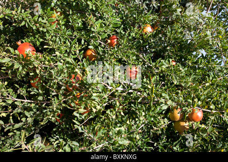 Wachsende Granatäpfel Stockfoto