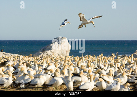 Ein Kap Tölpel Kolonie (Morus capensis) an der Lambert's Bay, Western Cape, Südafrika Stockfoto