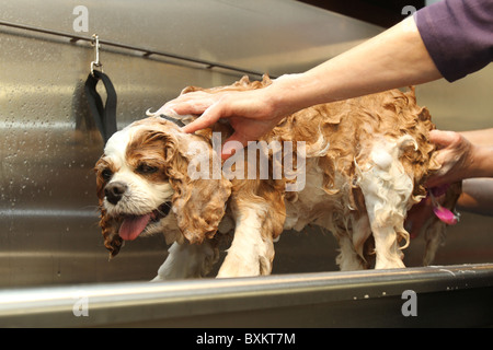 Kaufhaus Harrods bekommt einen pet spa Stockfoto