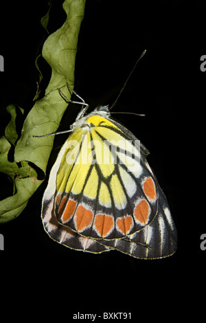 Gemeinsamen Isebel Schmetterling (Delias Eucharis) Pieridae Stockfoto