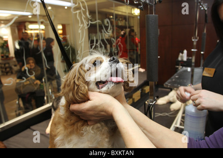 Kaufhaus Harrods bekommt einen pet spa Stockfoto