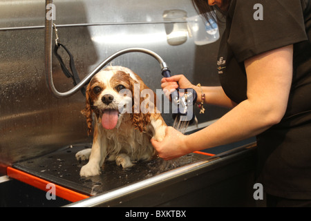 Kaufhaus Harrods bekommt einen pet spa Stockfoto