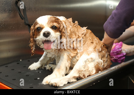 Kaufhaus Harrods bekommt einen pet spa Stockfoto