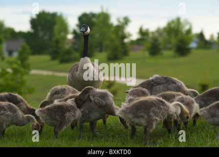 Winnipeg, Manitoba Kanada Stockfoto