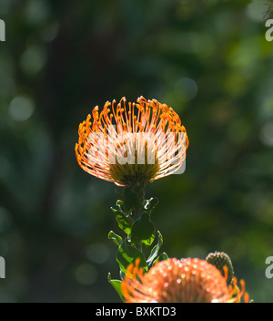 Roten Protea Kirstenbosch Botanical Gardens Kapstadt Südafrika Stockfoto