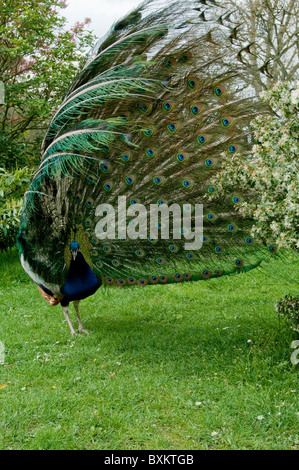 Paris, Frankreich - draußen im Garten, Pfau männliche "Pavo Cristatus" Vogel Tier Tiere Stockfoto