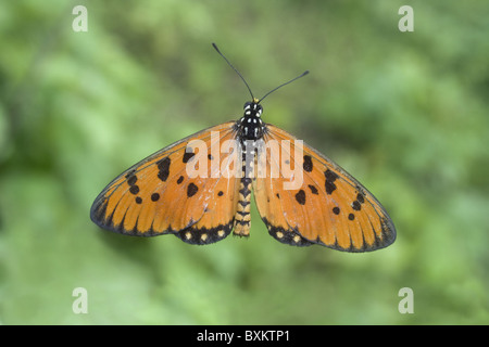 TAWNY COSTER Acraea Terpsicore Nymphalidae: Pinsel Footed Schmetterlinge Stockfoto