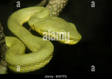 BAMBUS-GRUBENOTTER. Trimeresurus Gramineus, giftige, gemeinsame. Stockfoto