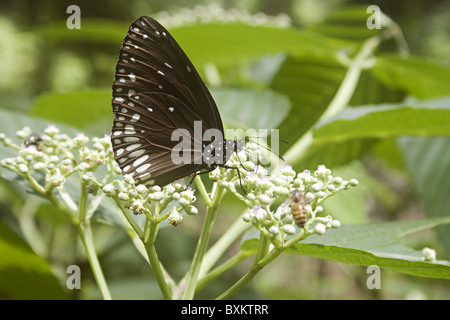 Gemeinsamen Crow (Euploea Core) auf Blatt sitzen Stockfoto