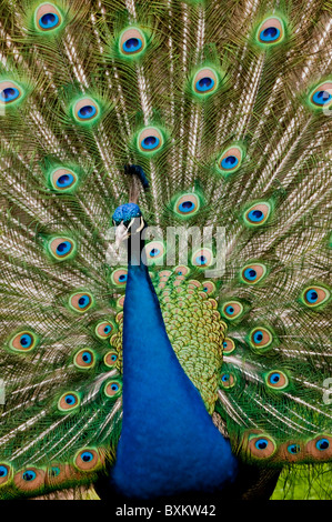 Draußen im Garten, Pfau männlichen "Pavo Cristatus", Porträt mit vollen Schweif zeigt Stockfoto