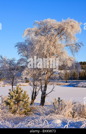 Silver Birch Bäume im winter Stockfoto