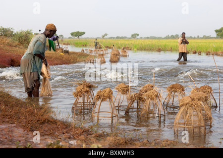 Bozo Dorfbewohner fangen Fische mit fallen in den überfluteten Bereichen die "Niger-Binnendelta" in der Nähe von Djenné, Mali. Stockfoto