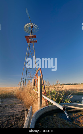 Windmühle Pumpen Wasser auf Rinderfarm Stockfoto