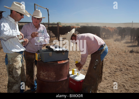 Kalb-Impfung am Rinderfarm Stockfoto