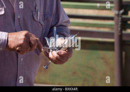 Kalb-Impfung am Rinderfarm Stockfoto