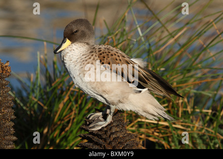 Sharp-winged Teal aka Gesprenkelte Teal (Anas oxyptera flavirostris) Stockfoto