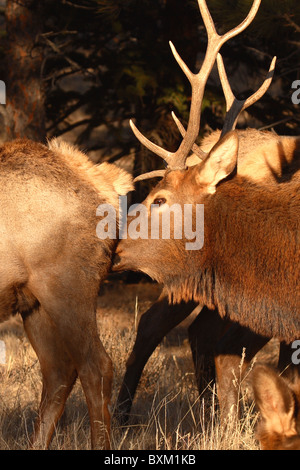 Ein Elch Bulle Statusüberprüfung Brunst ein Elchkühe. Stockfoto