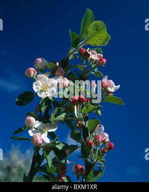 Apfelblüte und Blätter gegen eine lebendige blauen Himmel fotografiert. Stockfoto