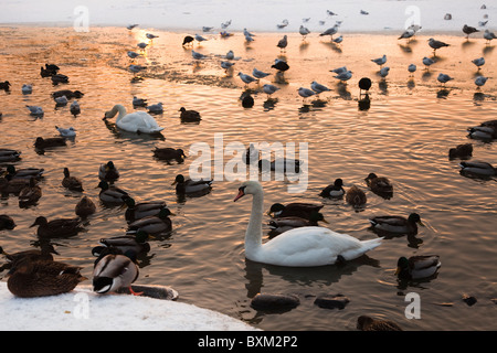 Wilde Mallard Enten und Schwäne auf der Suche nach Nahrung und Fütterung auf einem zugefrorenen See in Ayrshire, Schottland Stockfoto