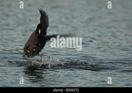 Amerikanische Blässhühner kämpfen im Frühjahr. Stockfoto