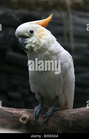 Citron-crested Kakadu (Cacatua Sulphurea Citrinocristata) in Moskau Zoo. Stockfoto