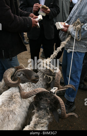 Sonntag Viehmarkt in dem Dorf Mirbazar in der Nähe von Buchara, Usbekistan. Stockfoto