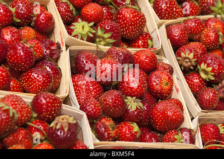 Montreal, Kanada. Obst auf Jean Talon Market. Stockfoto