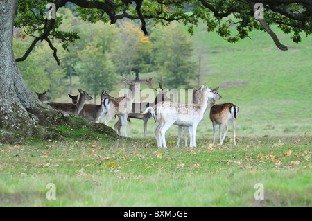 Jungen Damhirsch Stockfoto