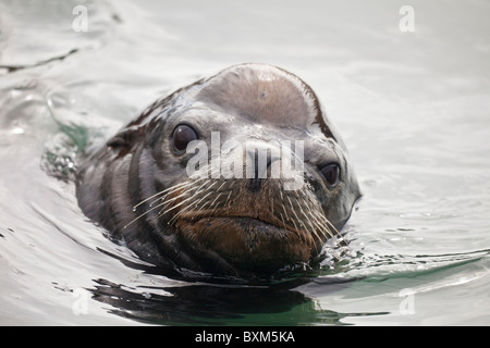 Nahaufnahme von Seelöwen schwimmen Stockfoto