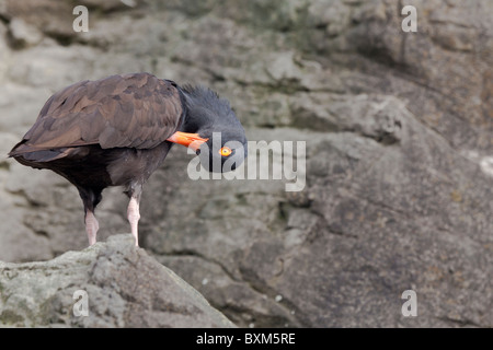 Schwarze Austernfischer - Haematopus bachmani Stockfoto