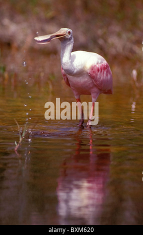 Rosige Löffler Stockfoto