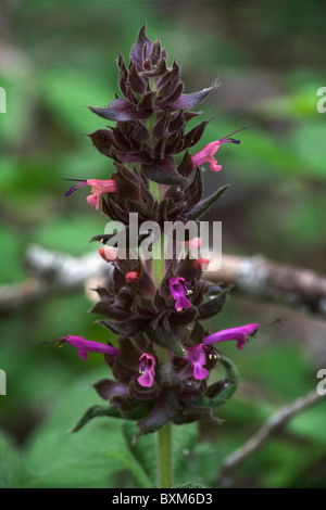 Salvia Spathacea Kolibri Salbei genommen in Santa Barbara Kalifornien Stockfoto
