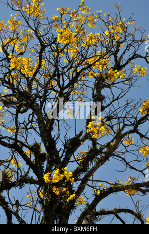 Blütenbaum Trompete oder gelbe Ipe, Tabebuia Chrysotricha Brasiliens symbolische Baum, Gramado, Rio Grande do Sul, Brasilien Stockfoto