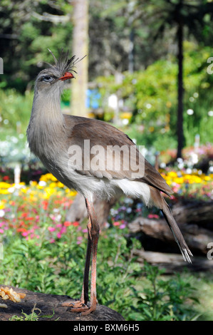 Red-legged Seriema oder Crested Cariama, Cariama cristata, Canela, Rio Grande do Sul, Brasilien Stockfoto