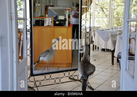 Rotbeinige Seriema oder Crested Cariama, Cariama Cristata, schaut in den Spiegel in einem Restaurant, Canela, Rio Grande do Sul, Brasilien Stockfoto