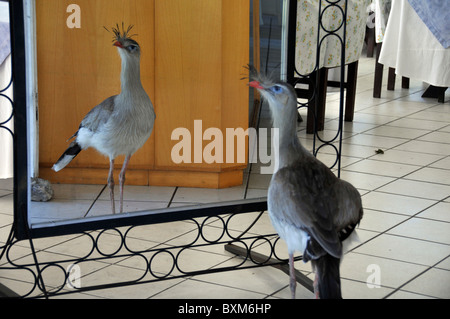 Rotbeinige Seriema oder Crested Cariama, Cariama Cristata, schaut in den Spiegel in einem Restaurant, Canela, Rio Grande do Sul, Brasilien Stockfoto