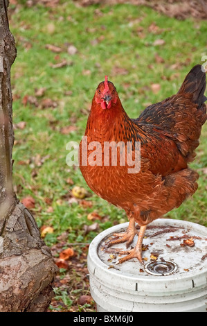 Dieser vertikalen zeigt eine rote Henne Huhn (Rhode Island Red) stehend auf einem weißen Eimer mit Blick voraus, direkt in die Kamera. Stockfoto