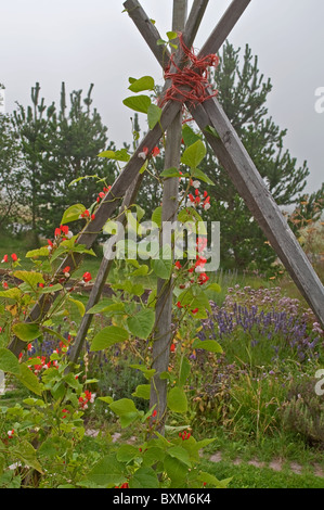 Diese vertikale Bild ist Scarlet Stangenbohnen wächst auf einem Mast in einem schönen Garten mit duftenden Lavendel. Stockfoto