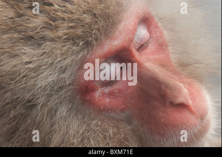 Snow Monkey, Jigokudani Park, Japan Stockfoto