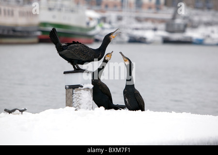 Kormoran Familie, Fütterung Stockfoto