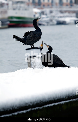 Kormoran mit den Küken in bristol Stockfoto