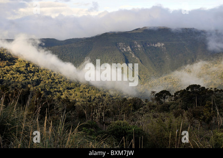 Araucaria Wald und Wolken, São Joaquim Nationalpark, Morro da Pedra Furada Hochland, Santa Catarina, Brasilien Stockfoto