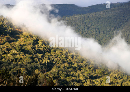 Araucaria Wald und Wolken, São Joaquim Nationalpark, Morro da Pedra Furada Hochland, Santa Catarina, Brasilien Stockfoto