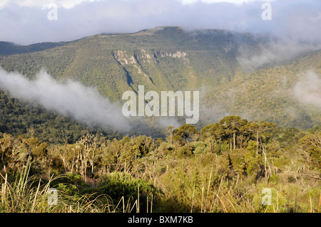 Araucaria Wald und Wolken, São Joaquim Nationalpark, Morro da Pedra Furada Hochland, Santa Catarina, Brasilien Stockfoto