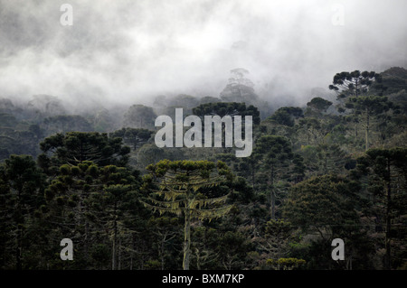 Wald von Paraná Kiefern oder Kandelaber Bäume, Araucaria Angustifolia und Wolken, São Joaquim National Park, Santa Catarina, Brasilien Stockfoto