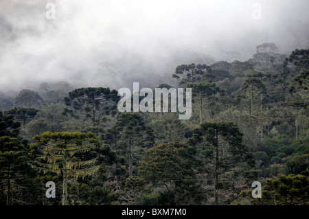 Wald von Paraná Kiefern oder Kandelaber Bäume, Araucaria Angustifolia und Wolken, São Joaquim National Park, Santa Catarina, Brasilien Stockfoto