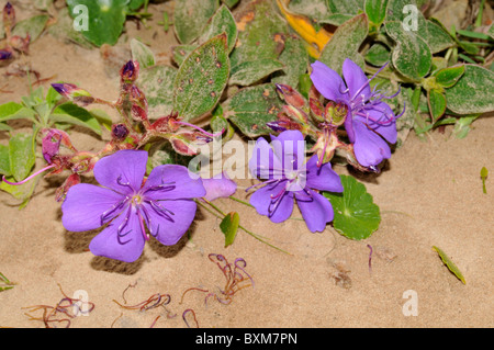 Strand-Blumen, bezeichnet Granulosa Imbituba, Santa Catarina, Brasilien Stockfoto