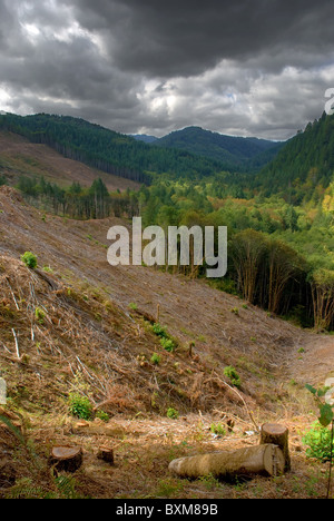 Klaren Schnitt Holzeinschlag in stürmischen Oregon Bergtal Stockfoto